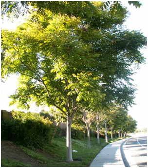Trees lining sidewalk