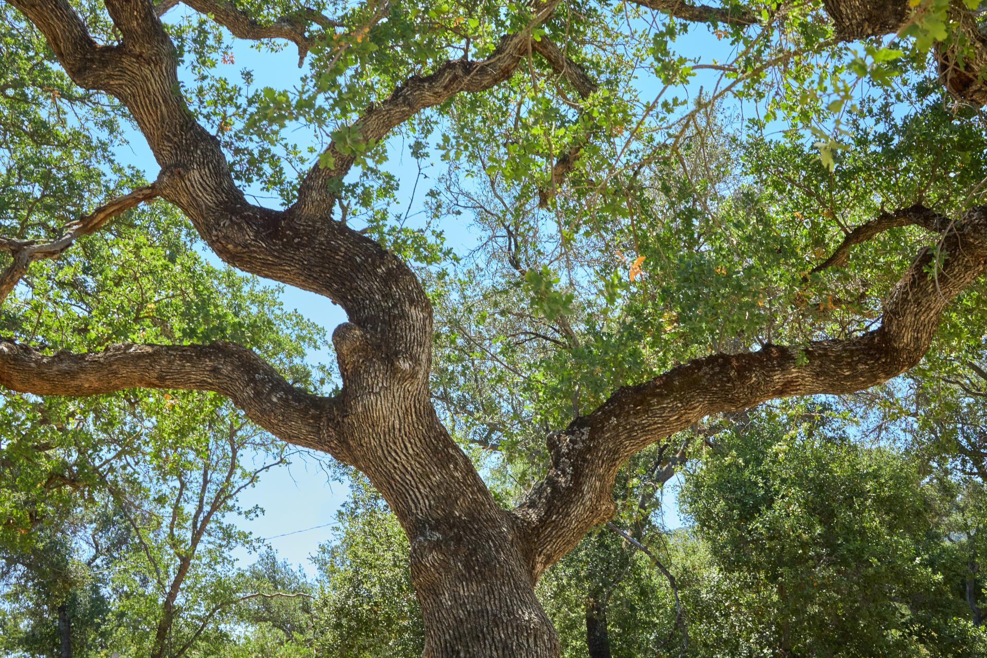 oak tree canopy view from below
